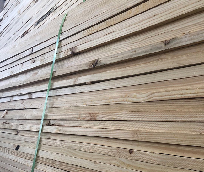 盐边巴西松